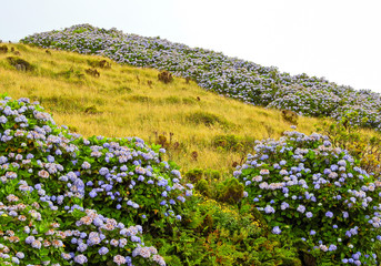 Obraz premium Azores landscape with flowers: French Hydrangea (Hydrangea macrophylla)