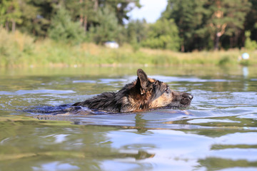 German shepherd swims in the water in summer day