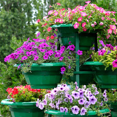 Fototapeta na wymiar Petunia flowers in pots