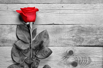 Obraz premium Red rose on black and white wood
