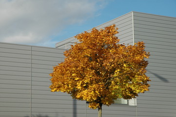 Natur vor Nüchternheit. Herbstbaum in einem Gewerbegebiet.