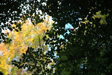 Farbenspiel im Licht. Herbstliche Bäume vor blauem Himmel.