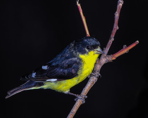 Lesser Goldfinch on Dark Background