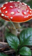 МУХОМОР,КРАСОТА,КРАСНЫЙ ЦВЕТ,ЛЕС