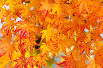 Leuchtendes Herbstlaub des Kanadischen Amberbaums, Indian Summer, Liquidambar