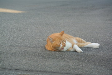 寝そべる　にゃんこ　気持ちいい