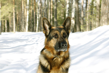 German shepherd dog on snow in winter day