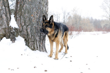 German shepherd dog on snow in winter day