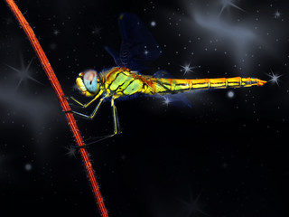 Dragonfly