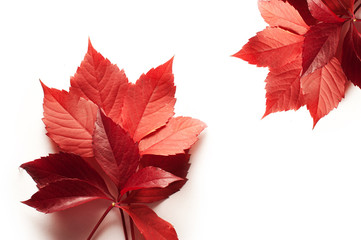red autumn leaves on a white background and space for text