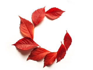 red autumn leaves on a white background and space for text
