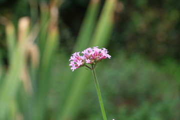 flowers,plants