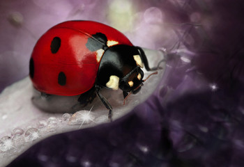 ladybug