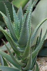 flowers,plants