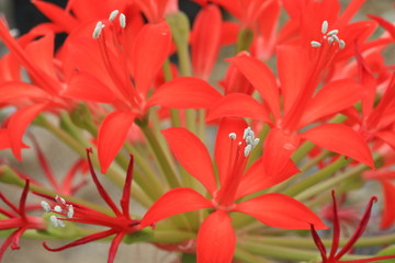 Fototapeta premium flowers,plants