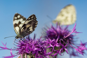 butterflies on blossoms