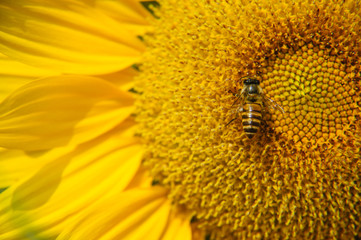 Sunflower and bee closeup background and texture
