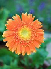 Orange gerbera flower agaisnt green blurred background