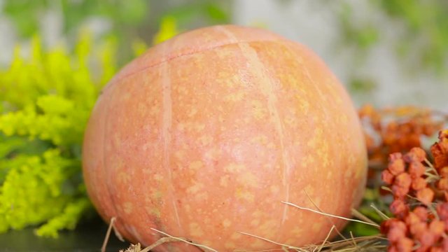 composition of pumpkins and autumn flowers and berries. Thanksgiving and helluin