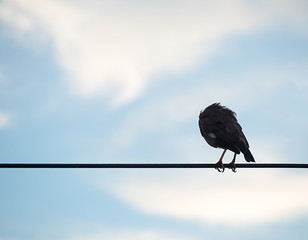 Acridotheres Standing on cable In the background sky