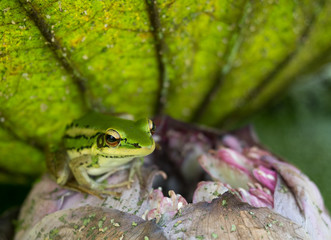 Frog green shady spot under a lotus leaf.