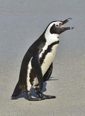 Obraz premium African penguins walk out of the ocean on the sandy beach. African penguin ( Spheniscus demersus) also known as the jackass penguin and black-footed penguin. Boulders colony. Cape Town. South Africa
