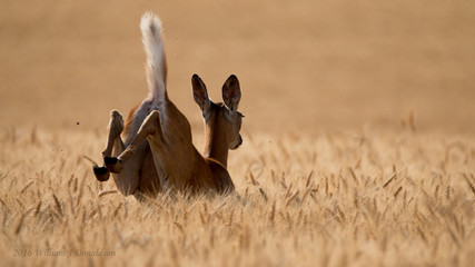 Whitetail Doe bounding through a ripening wheat field © Bill