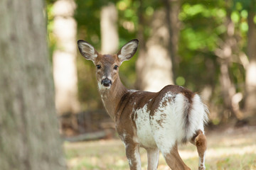 Female Piebald Whitetail Deer