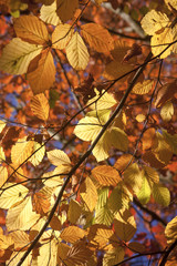 Close up of autumn tree with red, orange and yellow coloured leaves