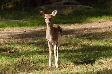 Male Piebald Whitetail Deer