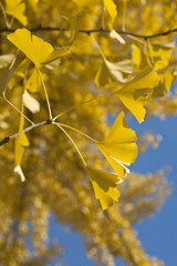 Close up of golden gingko biloba leaves in autumn