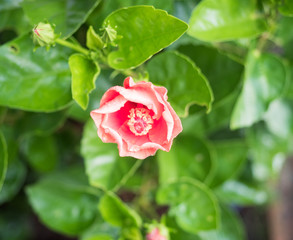 Desert rose flower, Mock Azalea in national garden