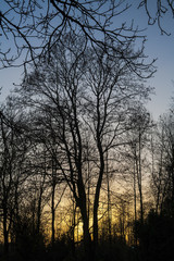 Detail of sunset with trees without leaves in Autumn