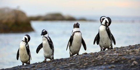 Afrikaanse pinguïns aan de steenachtige kust. Afrikaanse pinguïn (Spheniscus demersus) ook bekend als de jackass-pinguïn en zwartvoetpinguïn. Kolonie van keien. Kaapstad. Zuid-Afrika