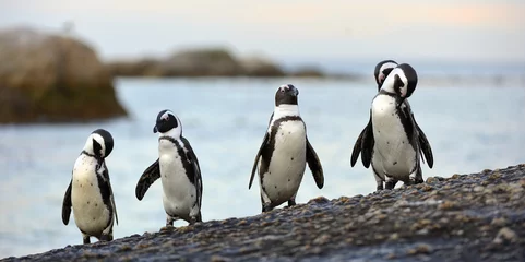 Fotobehang Afrikaanse pinguïns aan de steenachtige kust. Afrikaanse pinguïn (Spheniscus demersus) ook bekend als de jackass-pinguïn en zwartvoetpinguïn. Kolonie van keien. Kaapstad. Zuid-Afrika © Uryadnikov Sergey