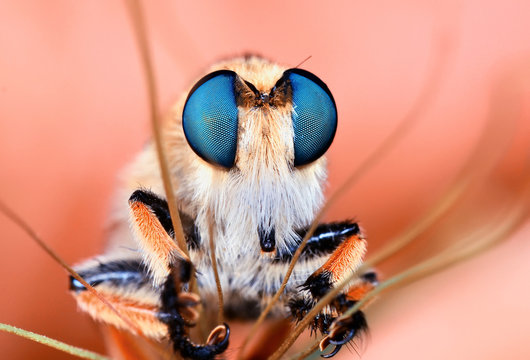roberfly