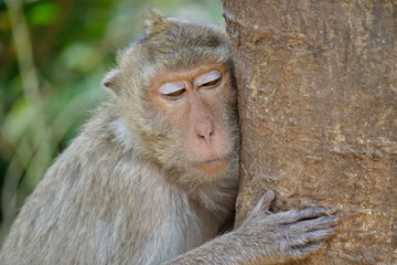 サルのポートレート