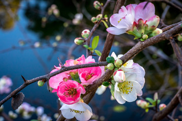 Blossoms over water