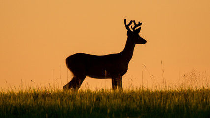 Whitetail Buck Silouette