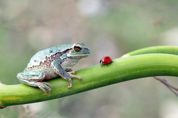 Treefrog