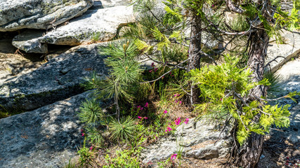 Rocky Sierra Ledge