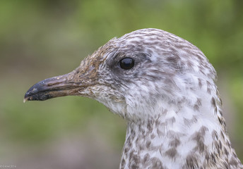 Juvenile Gull