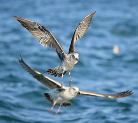 Flying Juvenile Kelp gull (Larus dominicanus), also known as the Dominican gull and Black Backed Kelp Gull. False Bay, South Africa