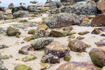 Sea stones with lots of seashells on the seashore