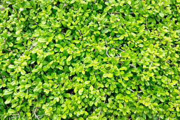 green leaf background