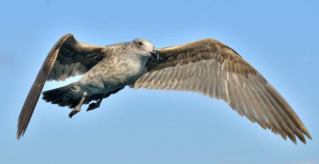 Kelp gull (Larus dominicanus)