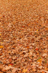 Leaves Background