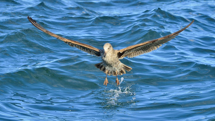 Flying Juvenile Kelp gull (Larus dominicanus), also known as the Dominican gull and Black Backed Kelp Gull. False Bay, South Africa