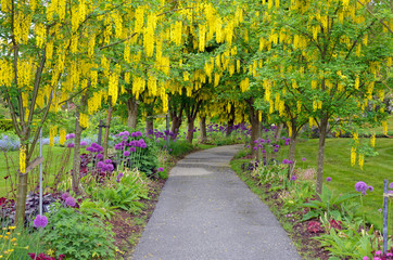 Garden park pathway under laburnum trees in spring - obrazy, fototapety, plakaty