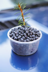 Fresh blueberry berries in a plastic box standing outdoors on a blue surface